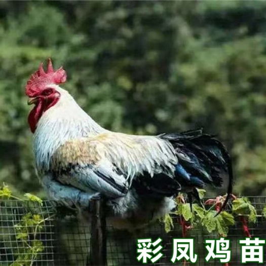 南宁彩凤鸡苗  稻花鸡苗  品质优越 包打疫苗 厂家直销 量大从