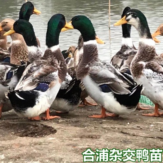 南宁杂交鸭苗  合浦 大种青头鸭苗 品质优越 包打疫苗 技术指导