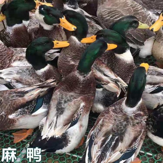 南宁合浦青头鸭苗 麻鸭苗 杂交鸭苗 技术指导 包打疫苗 量大从优