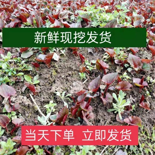 安顺鱼腥草根  （现挖）鱼腥草新鲜折耳根贵州特产