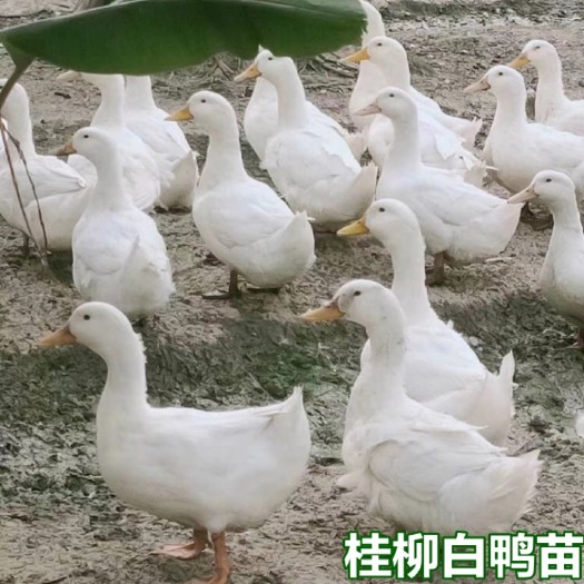 南宁白鸭苗  樱桃谷鸭苗 桂柳大 包打疫苗 技术指导 量大从优