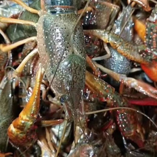 青岛清水小龙虾