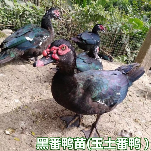 南宁黑番鸭苗 玉土番鸭苗 西洋鸭苗 包打疫苗 技术指导 量大从优