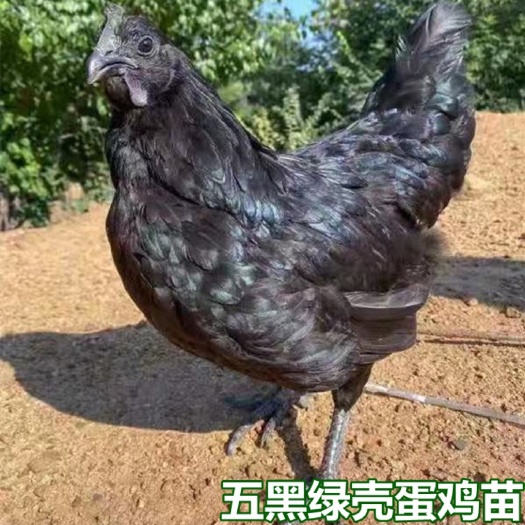 南宁五黑鸡苗  五黑绿壳蛋鸡苗 量大从优 包打疫苗 厂家直销 技