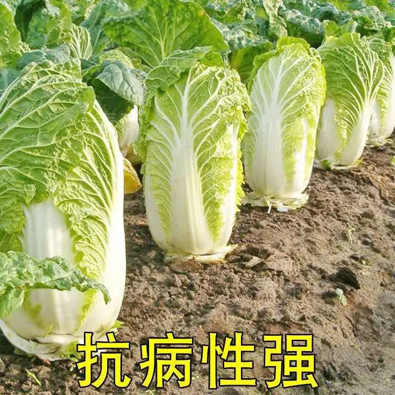 夏阳白菜种子 夏季耐热大白菜种子 抗热 白菜种早熟蔬菜种子