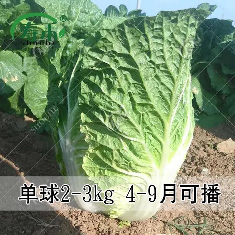 夏阳白菜种子 夏季耐热大白菜种子 抗热 白菜种早熟蔬菜种子