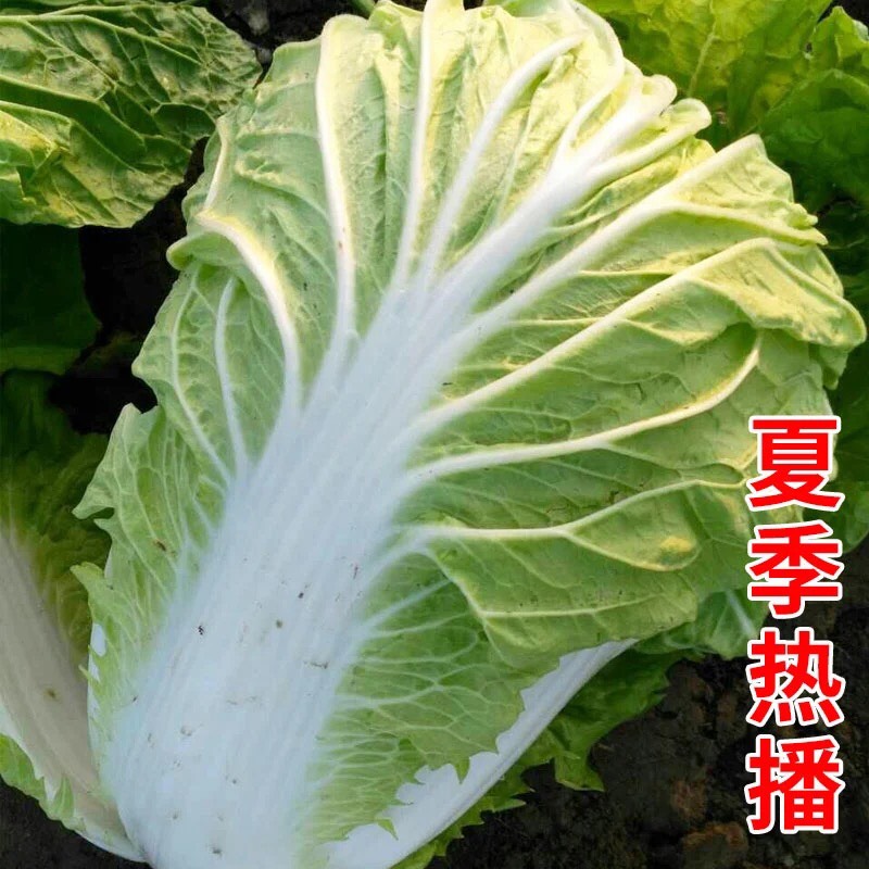 夏阳白菜种子 夏季耐热大白菜种子 抗热 白菜种早熟蔬菜种子