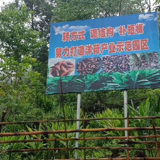 临海市阳荷是季节性蔬菜