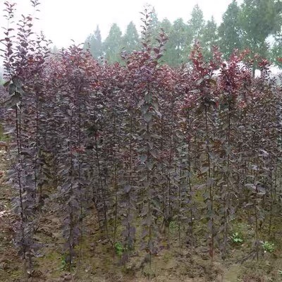 紫叶李树苗 速生紫叶李苗 红叶李苗 紫叶李小苗 公园道路两边