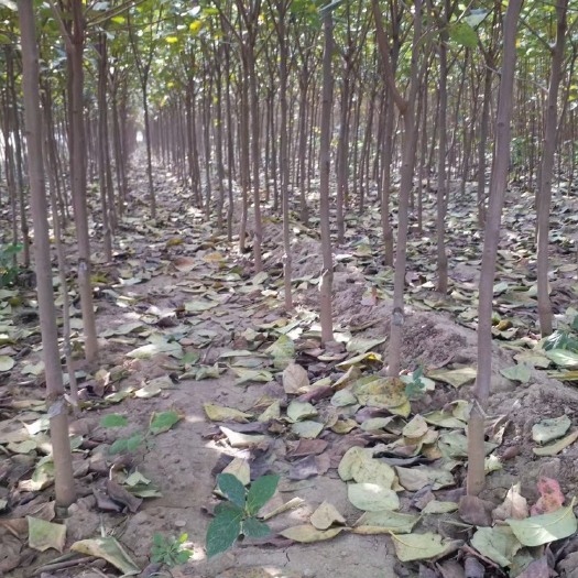 柿树苗  基地直发定植柿子树，2-5公分有量，量大价优，需要的联系