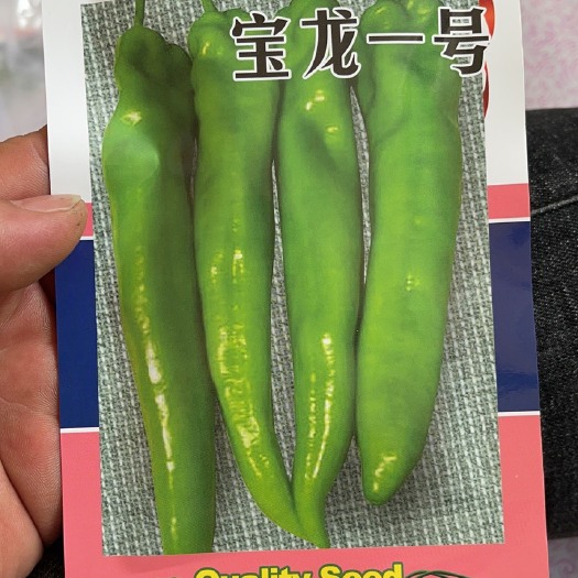 德惠市牛角椒   宝龙辣椒6月份上市   有需要的客户可以联系我