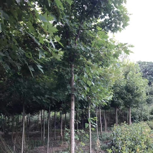 信阳枫香树 红枫