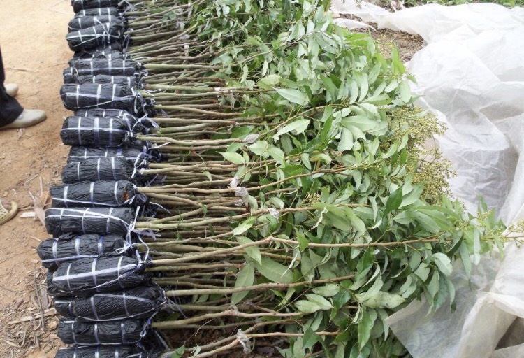 灵山县妃子笑荔枝苗  荔枝苗广西灵山品种纯正齐全无核A4荔枝妃子笑