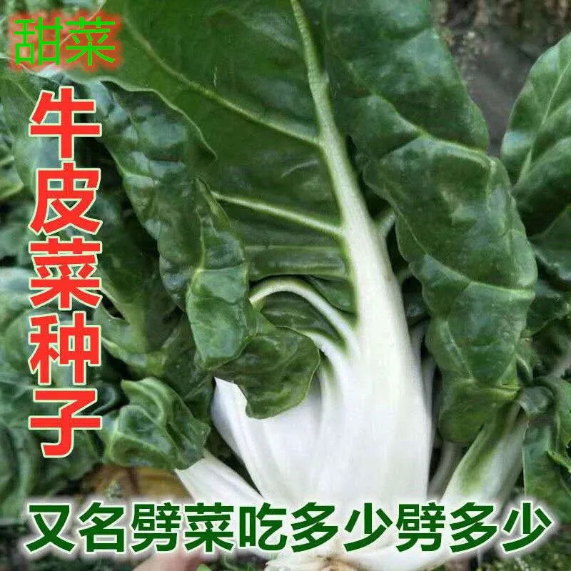 大叶牛皮菜种子重庆厚皮菜根达菜籽四川牛皮菜籽春秋四季蔬菜种子