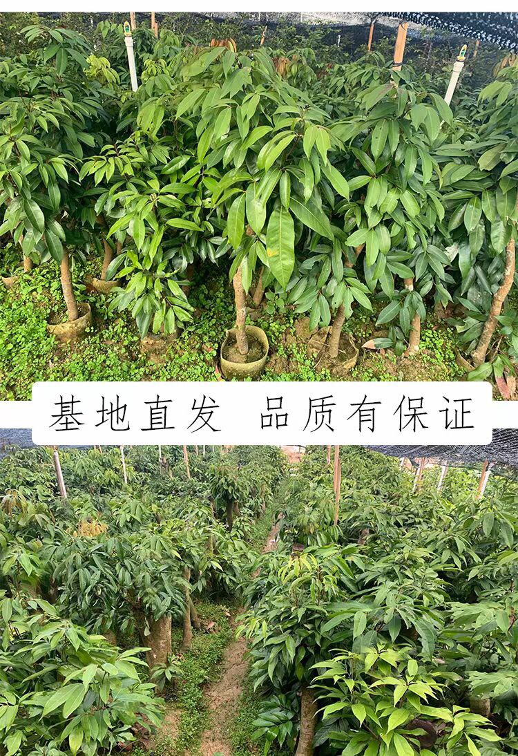 高壓出根荔枝苗當(dāng)年種植當(dāng)年結(jié)果妃子笑桂味雞嘴荔三月紅銷量大