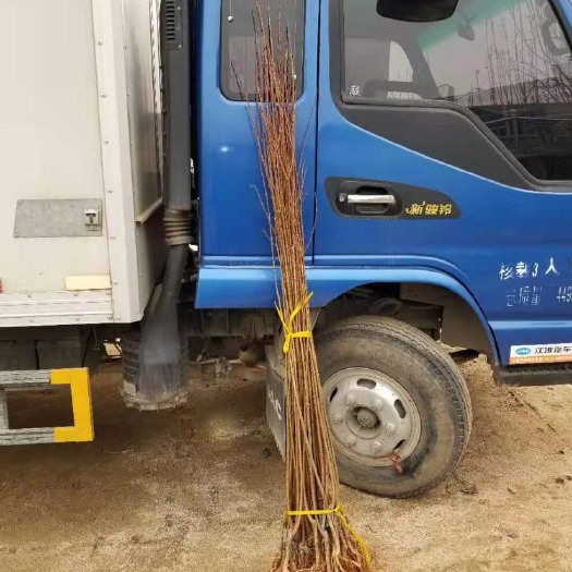 盖州市国峰7号李子苗 国峰七李子苗，糖度高，耐储存耐运输，耐寒冷