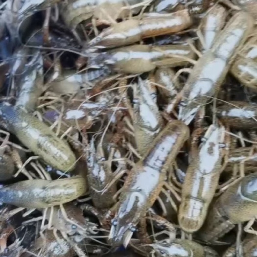 金湖县龙虾苗 常年出售优质虾苗 种虾 保证成活率 回收成品