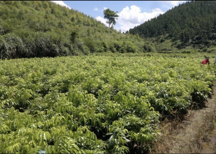 妃子笑荔枝苗  荔枝苗廣西靈山品種純正齊全無核A4荔枝妃子笑