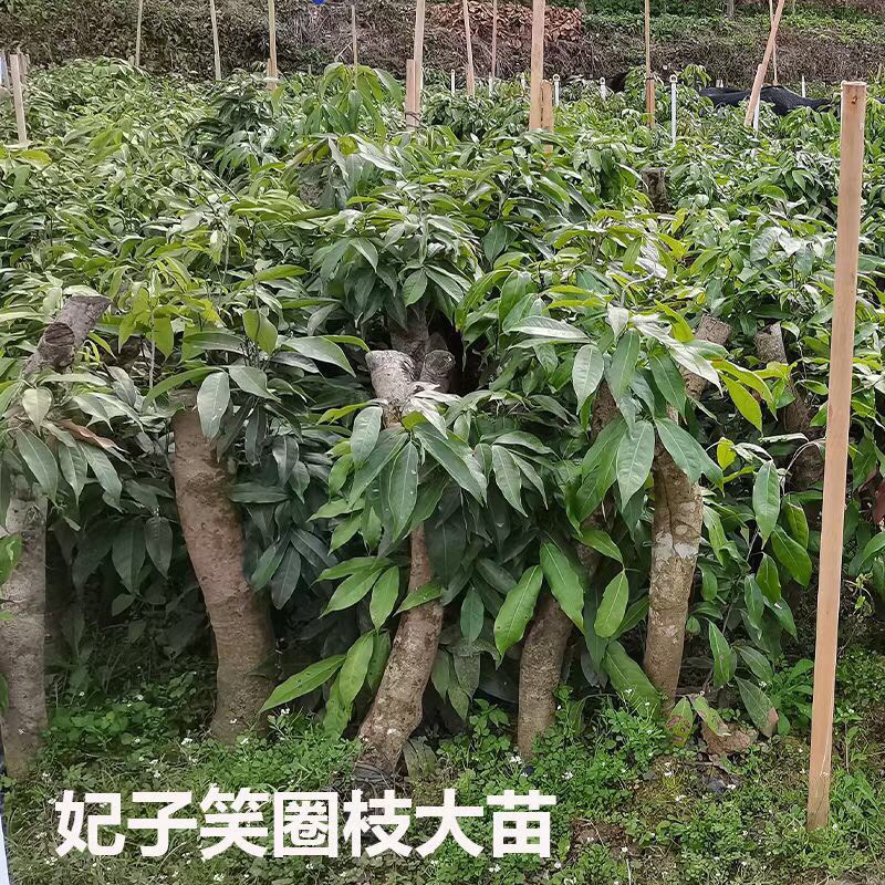 高壓出根荔枝苗當(dāng)年種植當(dāng)年結(jié)果妃子笑桂味雞嘴荔三月紅銷量大