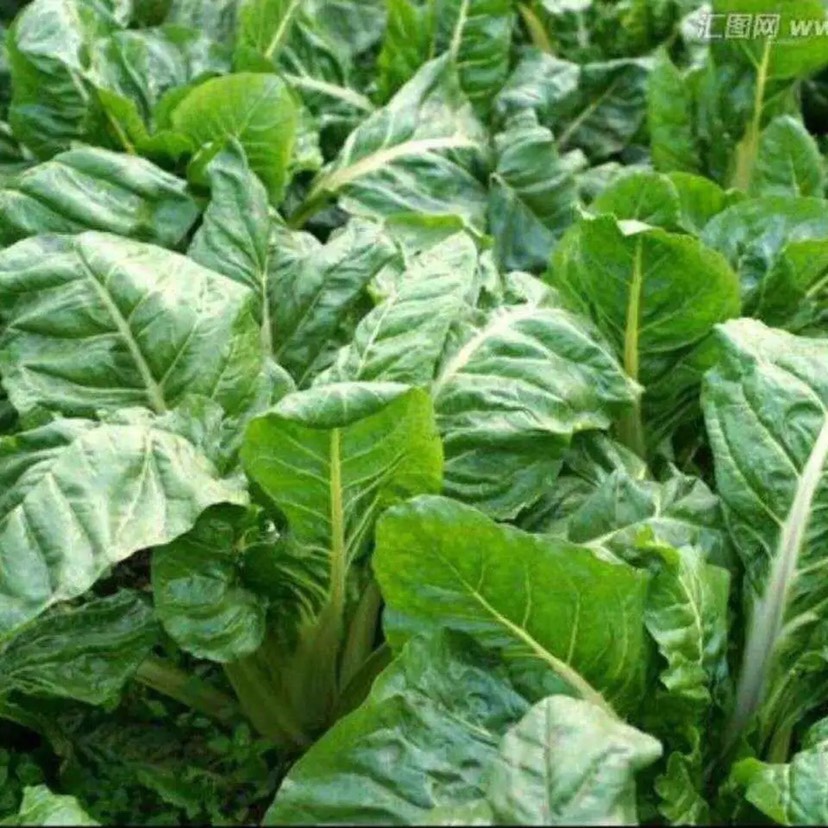 大叶牛皮菜种子重庆厚皮菜根达菜籽四川牛皮菜籽春秋四季蔬菜种子
