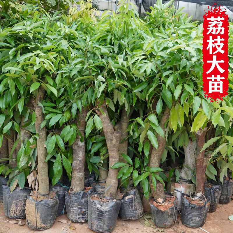 高壓出根荔枝苗當(dāng)年種植當(dāng)年結(jié)果妃子笑桂味雞嘴荔三月紅銷量大