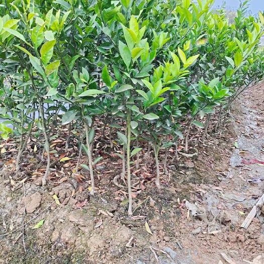 秭归县伦晚脐橙苗  九月红，伦晚，中华红树苗