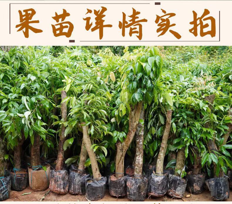 高壓出根荔枝苗當(dāng)年種植當(dāng)年結(jié)果妃子笑桂味雞嘴荔三月紅銷量大