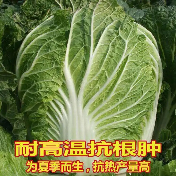 夏阳白菜种子 夏季耐热大白菜种子 抗热 白菜种早熟蔬菜种子