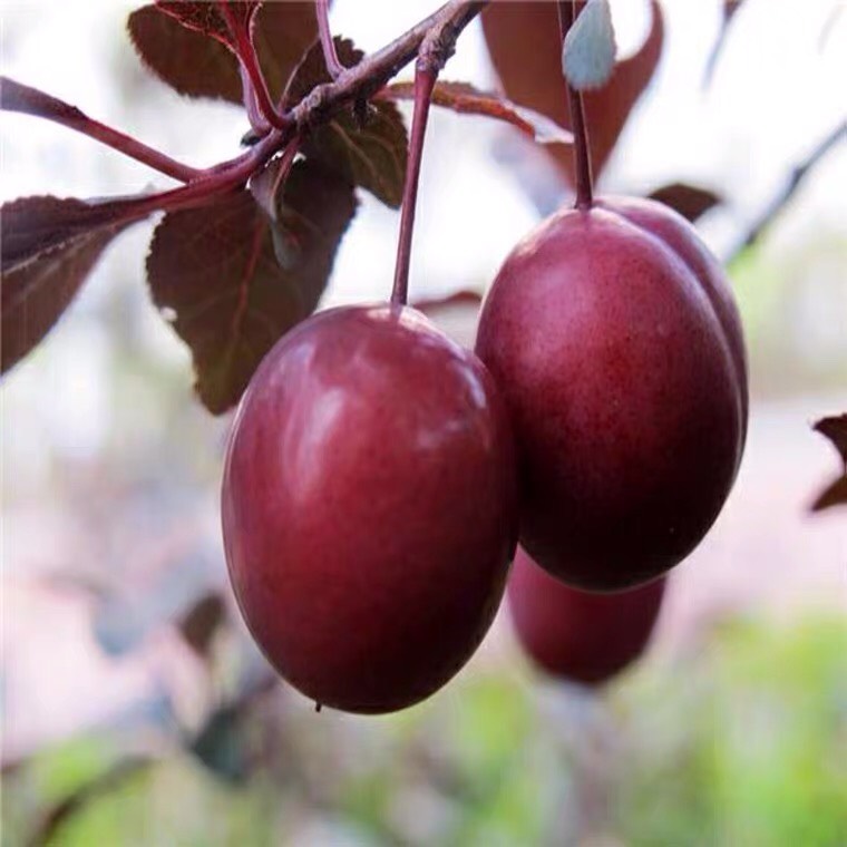 紫叶李树苗 速生紫叶李苗 红叶李苗 紫叶李小苗 公园道路两边