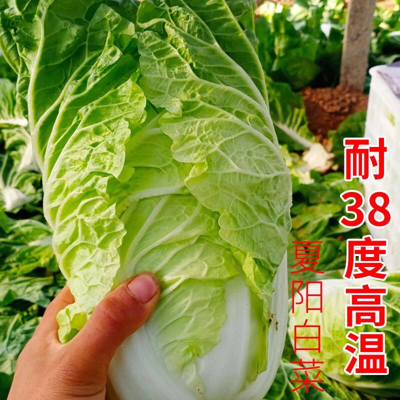 夏阳白菜种子 夏季耐热大白菜种子 抗热 白菜种早熟蔬菜种子