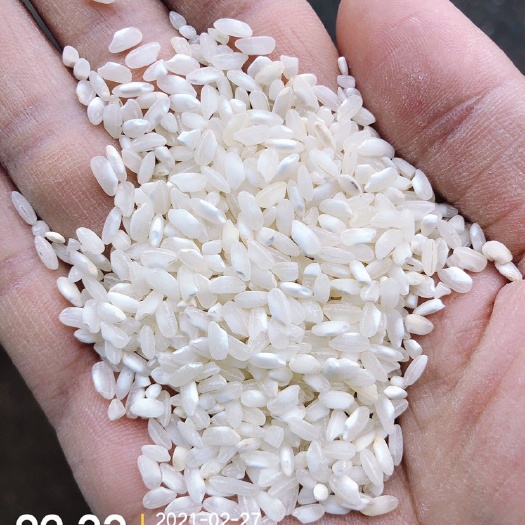 衢州籼米  桂朝米米线专用米欢迎合作，量大可优惠