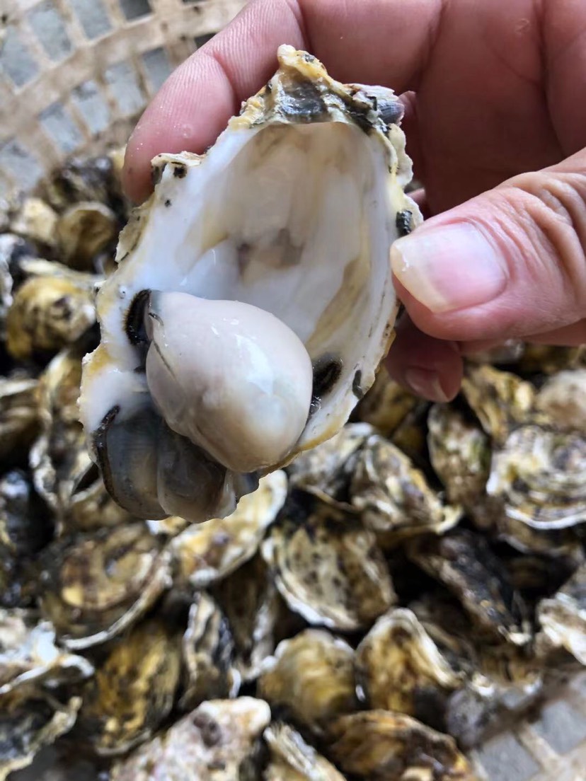 珍珠蚝  生蚝牡蛎 饶平井州