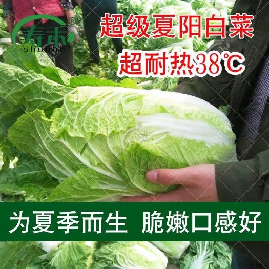 夏阳白菜种子 夏季耐热大白菜种子 抗热 白菜种早熟蔬菜种子