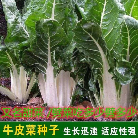 邵东市大叶牛皮菜种子重庆厚皮菜根达菜籽四川牛皮菜籽春秋四季蔬菜种子