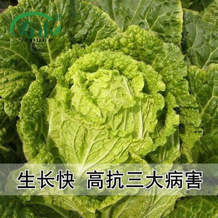 夏阳白菜种子 夏季耐热大白菜种子 抗热 白菜种早熟蔬菜种子