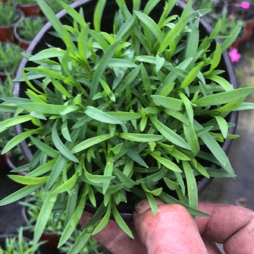 扬州 欧石竹