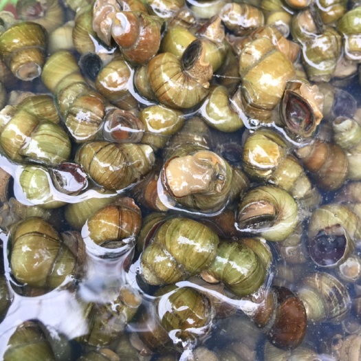 昆山市螺蛳  昆山地区阳澄湖镇内塘青壳螺狮