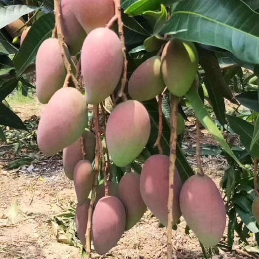 灵山县贵妃芒果苗正品 嫁接苗 易成活 结果快 皮薄肉厚香甜产量高