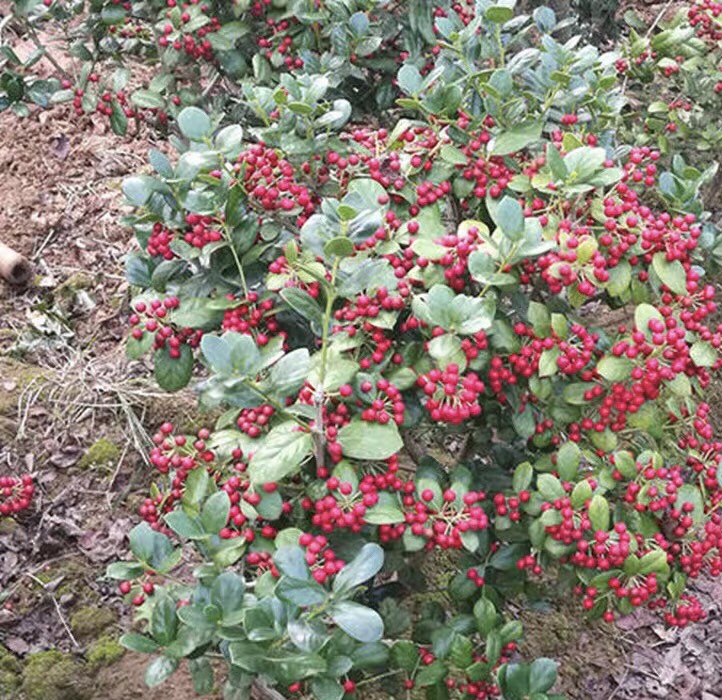 枸骨 无刺枸骨 又名鸿运果 别墅庭院篱笆小苗 包邮