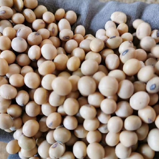 大豆，性价比超高精选大豆价格，蛋白40-41，水分9-10