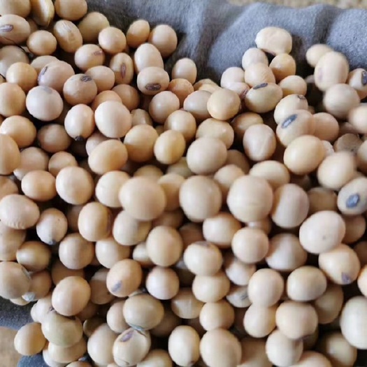 新沂市大豆，性价比超高精选大豆价格，蛋白40-41，水分9-10