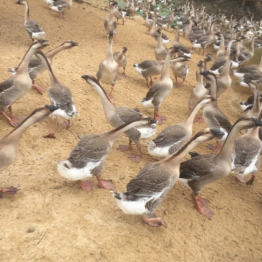 阳西县肉鹅  1300阳江鹅110天白沙杂