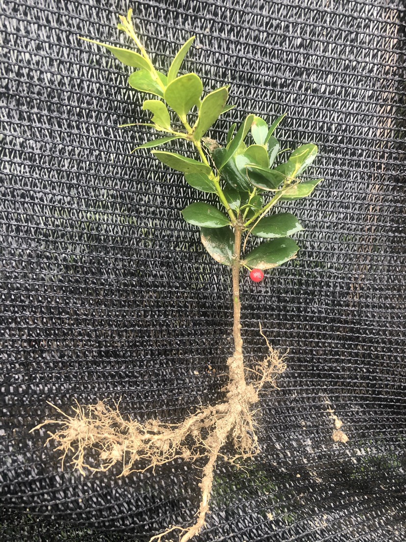 枸骨 无刺枸骨 又名鸿运果 别墅庭院篱笆小苗 包邮