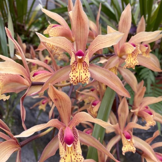 成都兰花虎头兰