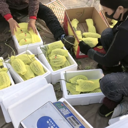 乐亭县绿宝石甜瓜  乐亭甜瓜大量上市品种齐全需要的老板联系，本人专业代办
