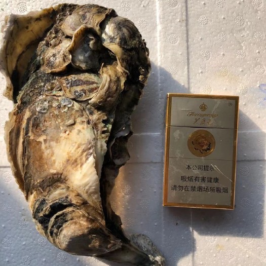 饶平县珍珠蚝  广东原产地生蚝牡蛎批发