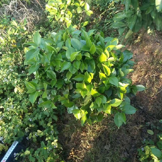 上杭县茶梅 4年地苗