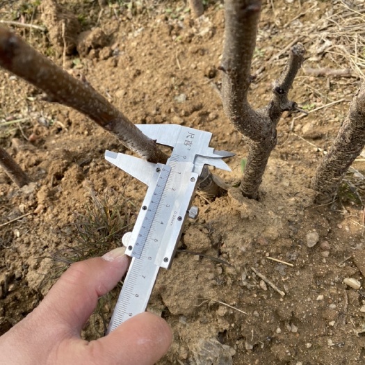临沂梅杏树苗 早熟 耐旱 果实很甜
