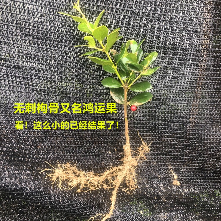 枸骨 无刺枸骨 又名鸿运果 别墅庭院篱笆小苗 包邮