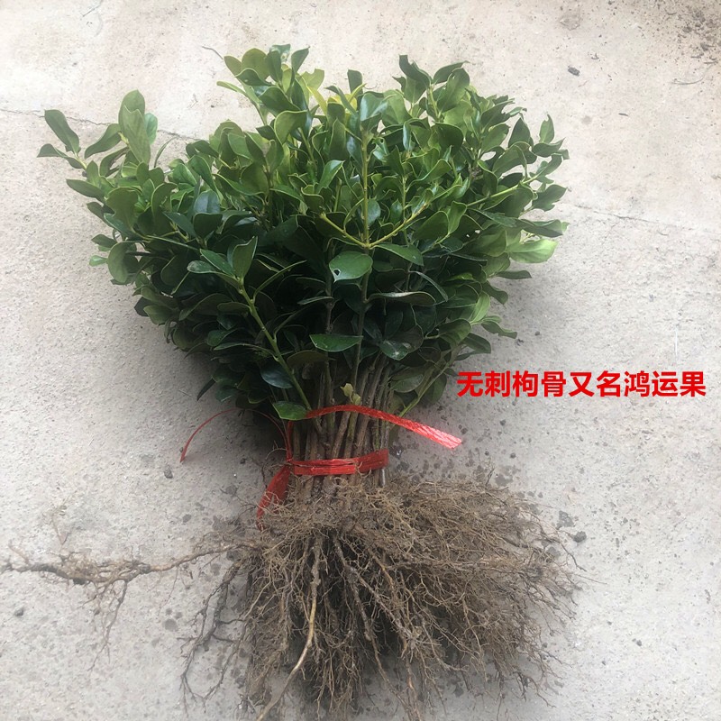 枸骨 无刺枸骨 又名鸿运果 别墅庭院篱笆小苗 包邮